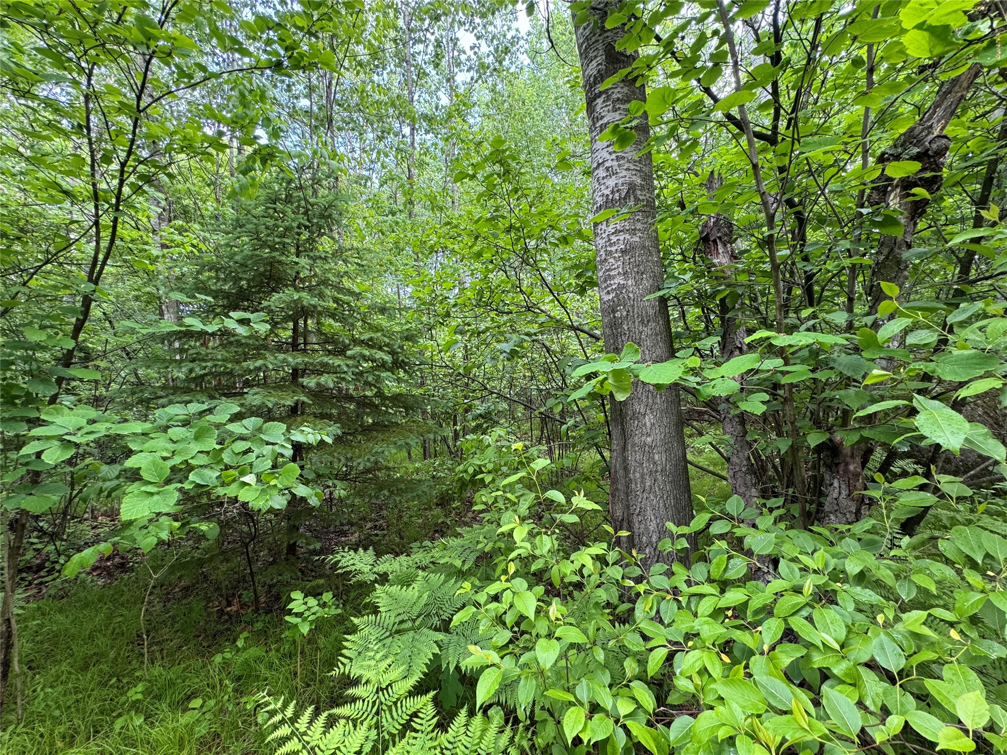 0 Boundary Road Hatley, WI 54440 - Photo 10 of 23 Gallery Image 10