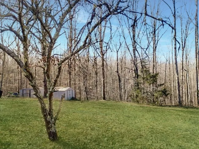 a view of backyard with tree