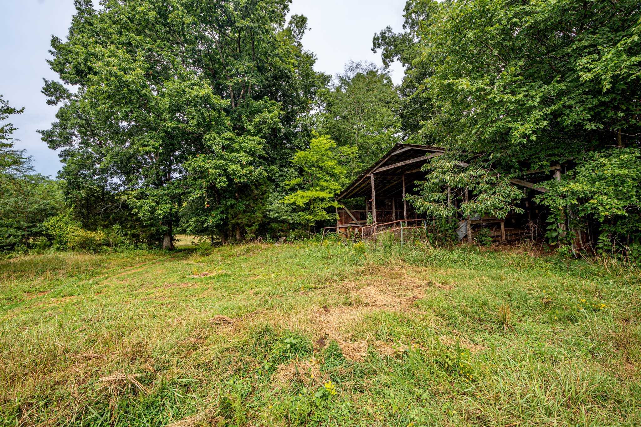 0 Joe Gulley Road Pulaski, TN 38478 - Photo 4 of 42 a backyard of a house with plants and large trees