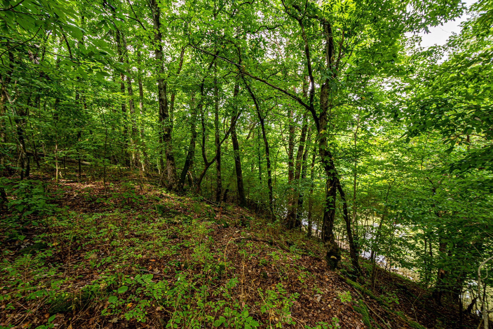 0 Joe Gulley Road Pulaski, TN 38478 - Photo 5 of 42 a view of outdoor space and trees