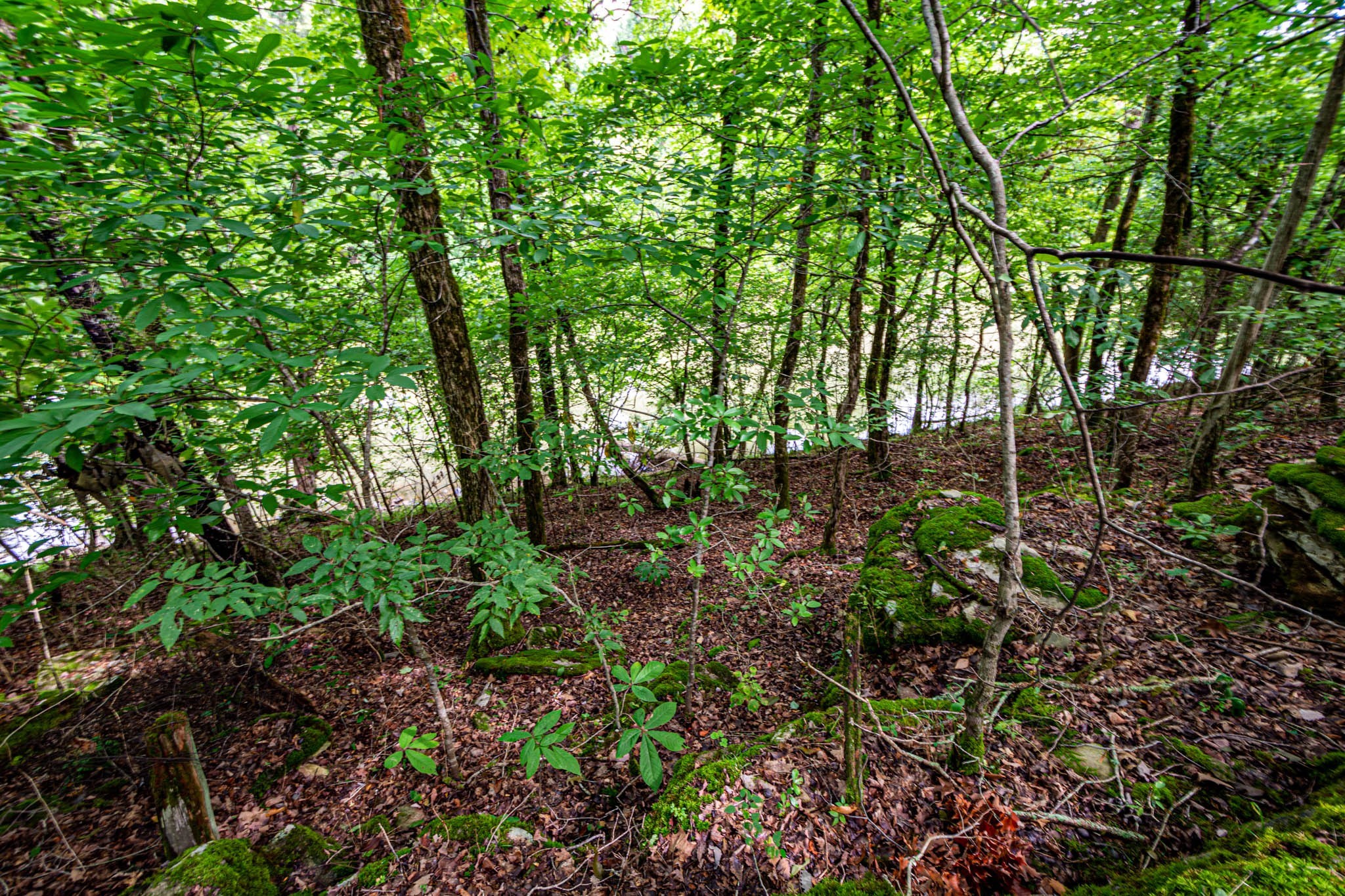 0 Joe Gulley Road Pulaski, TN 38478 - Photo 6 of 42 a view of a garden with plants