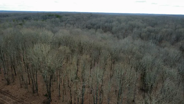 a view of a forest with trees in the background