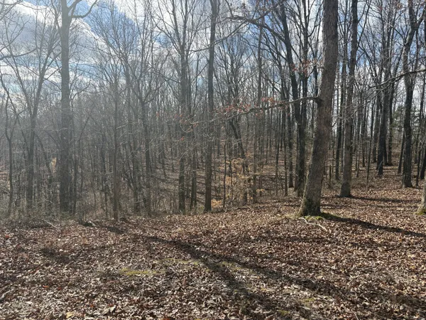a view of a yard with trees