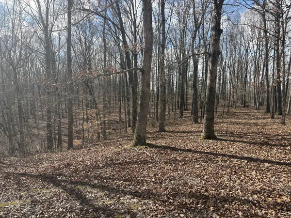 a view of a backyard with large trees