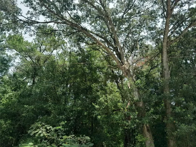 an aerial view of a house with a tree
