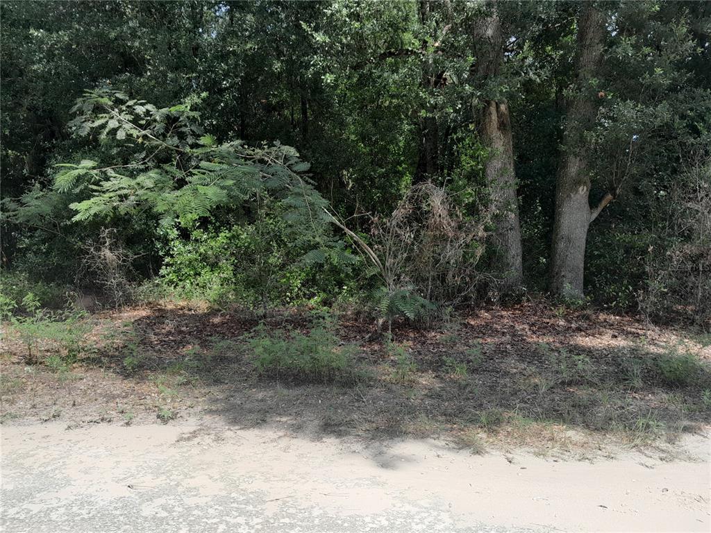 Southeast 108th Terrace Morriston, FL 32668 - Photo 3 of 6 a view of a yard with a tree