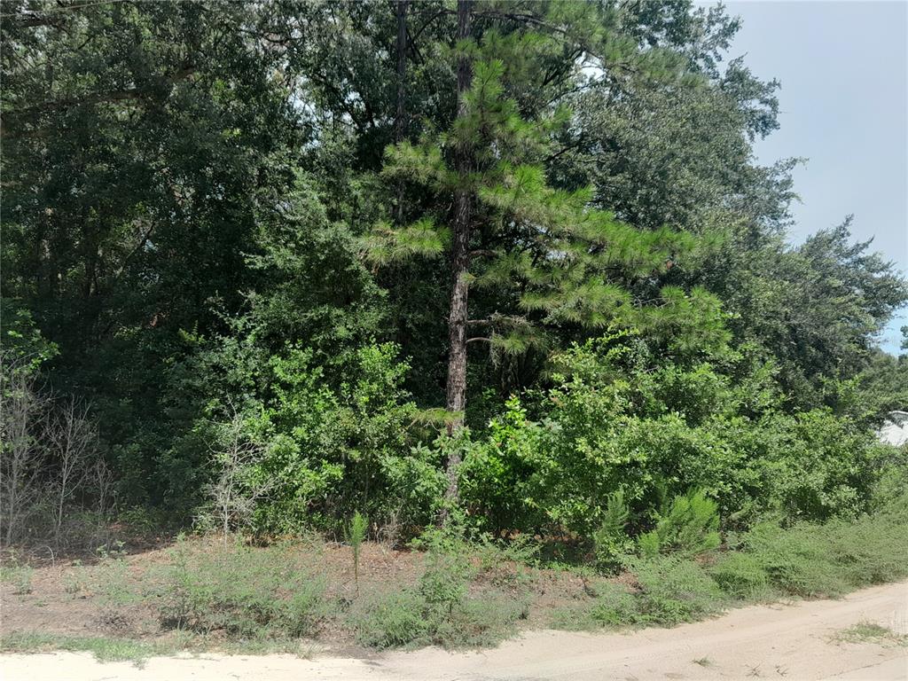 Southeast 108th Terrace Morriston, FL 32668 - Photo 4 of 6 a view of a forest with a tree
