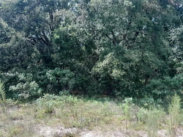 a view of a forest with a tree