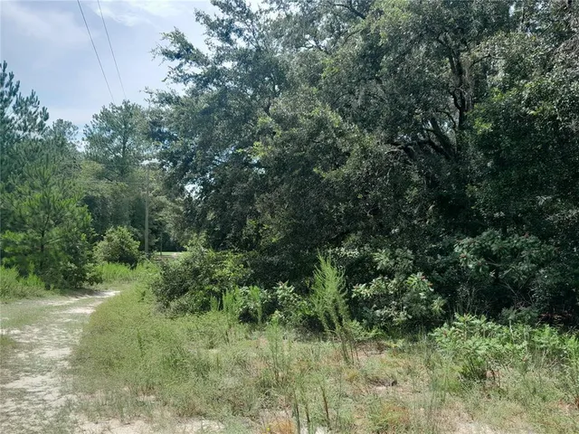 a view of a forest with a tree