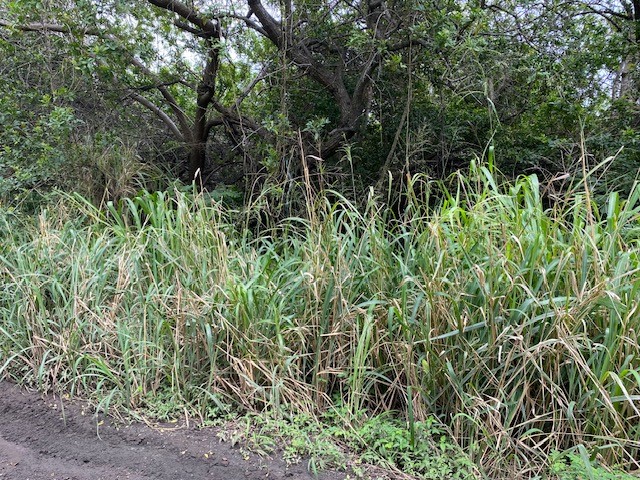 7 Kekuhaupio Road Naalehu, HI 96772 - Photo 2 of 10 a view of a garden with plants and trees