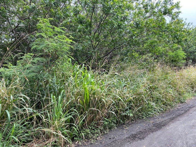 7 Kekuhaupio Road Naalehu, HI 96772 - Photo 3 of 10 a view of a lush green forest