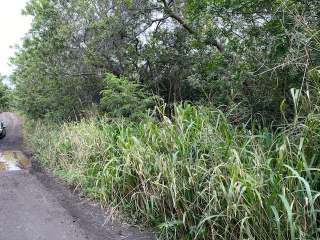 7 Kekuhaupio Road Naalehu, HI 96772 - Photo 4 of 10 a view of a lush green forest