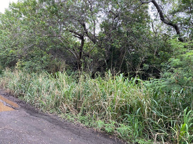 7 Kekuhaupio Road Naalehu, HI 96772 - Photo 5 of 10 a view of forest