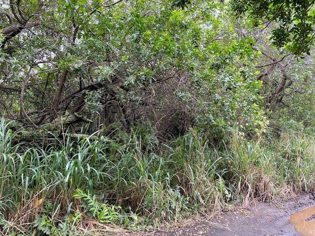 7 Kekuhaupio Road Naalehu, HI 96772 - Photo 8 of 10 a view of a lush green forest with lots of trees