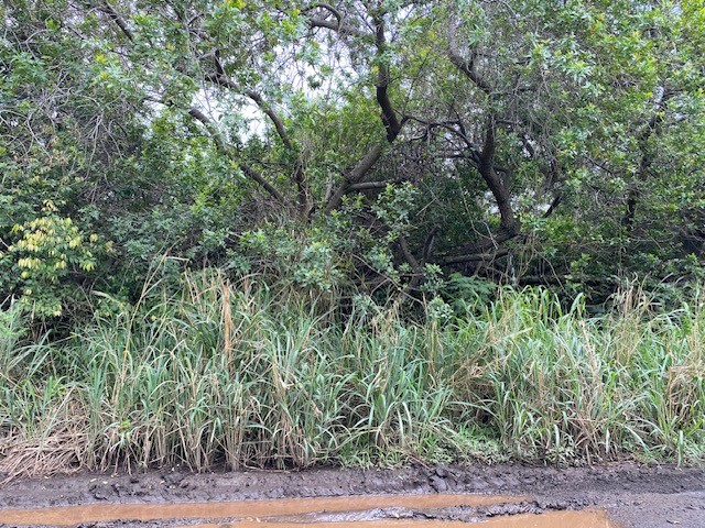 7 Kekuhaupio Road Naalehu, HI 96772 - Photo 9 of 10 a view of a yard with plants and large trees