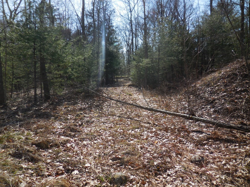 35 Simonds Hill Road Hubbardston, MA 01452 - Photo 4 of 6 a view of a forest that has a tree