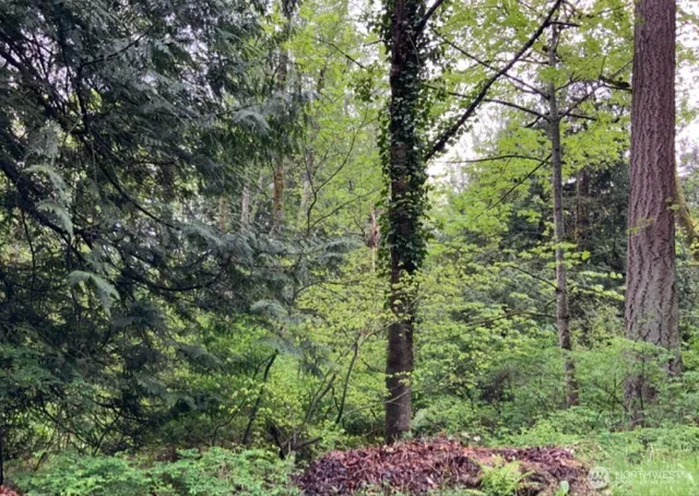 a view of a garden with plants and large trees
