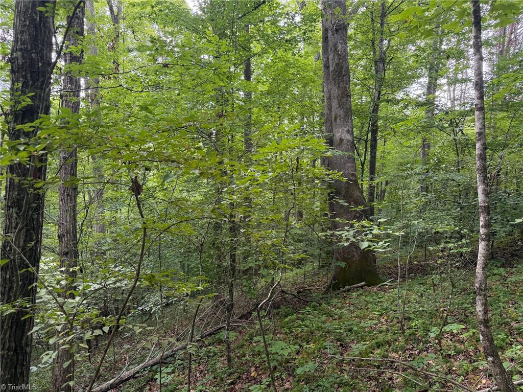0 Lynchburg Road Westfield, NC 27053 - Photo 6 of 6
