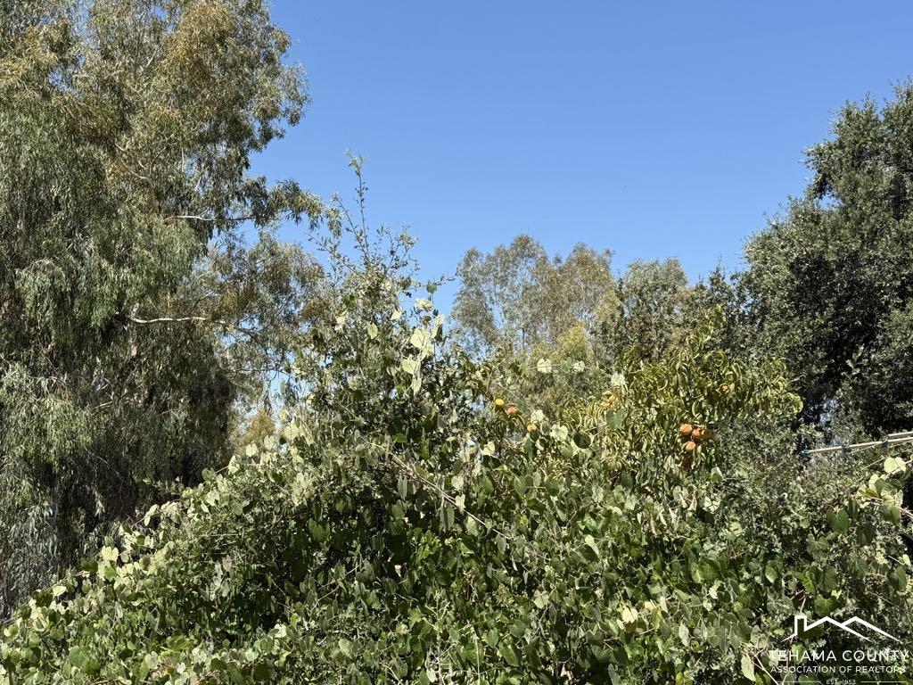 4471 Kopta Road Corning, CA 96021 - Photo 7 of 15