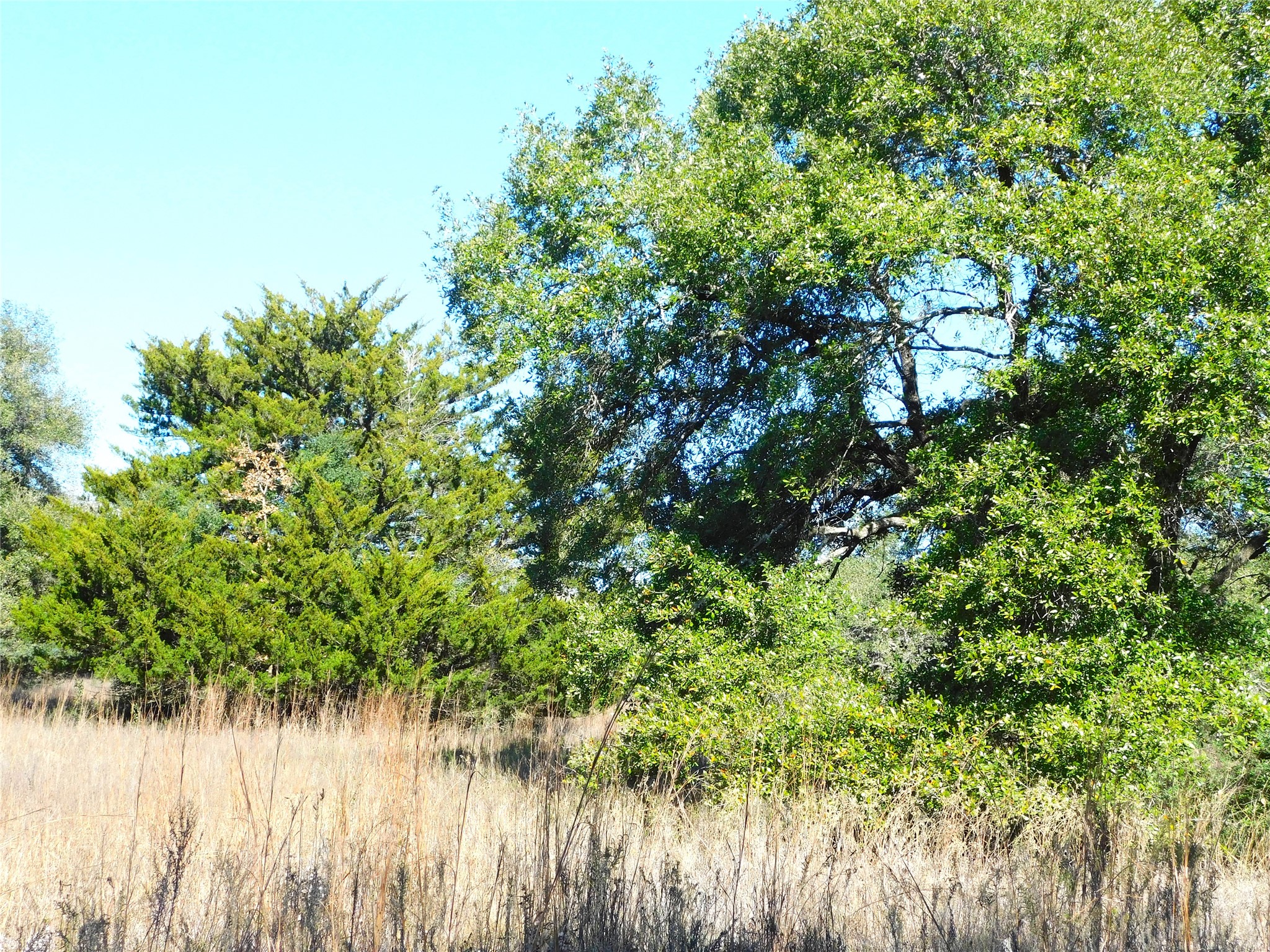 11200 Mt Falls School Road Washington, TX 77880 - Photo 5 of 11