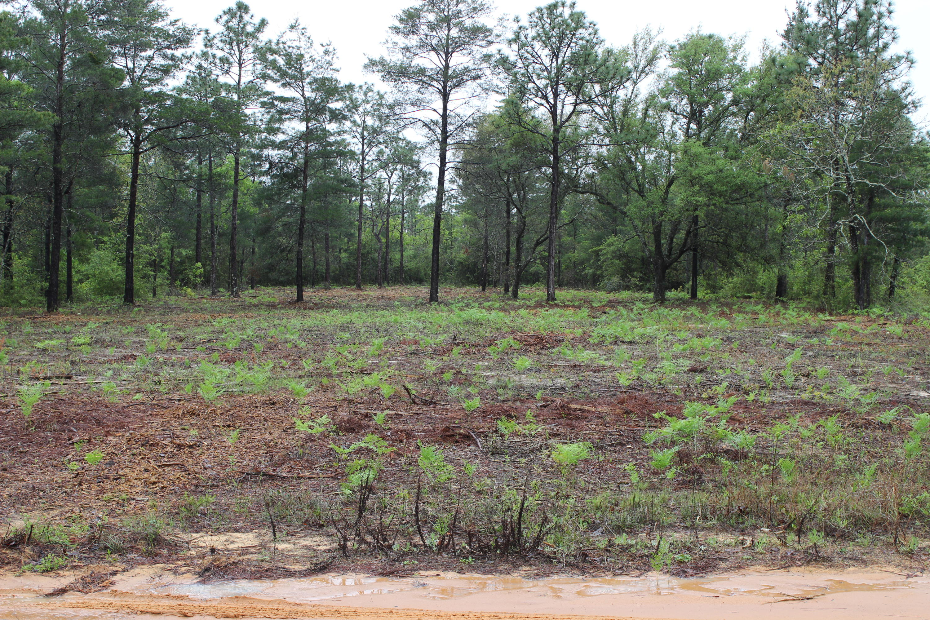 1-acre Randi Road Crestview, FL 32539 - Photo 1 of 1 Gallery Image 1