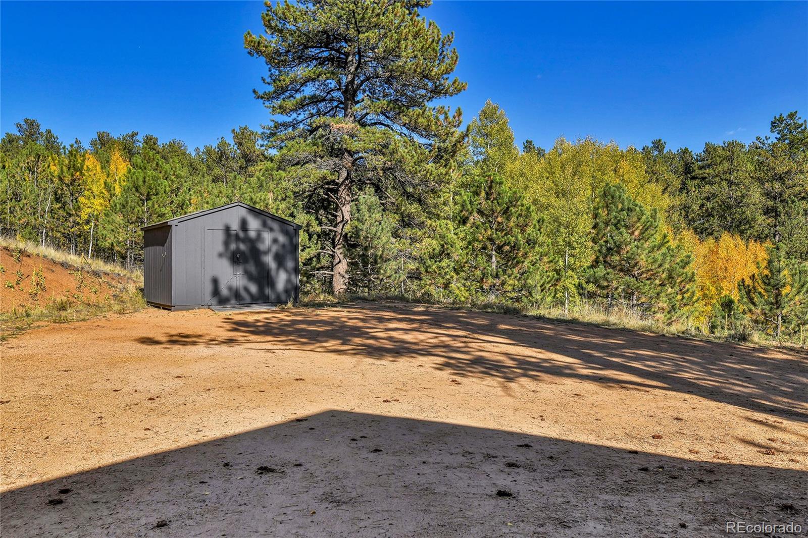311 Nellie Road Bailey, CO 80421 - Photo 33 of 42 a view of a yard with a tree