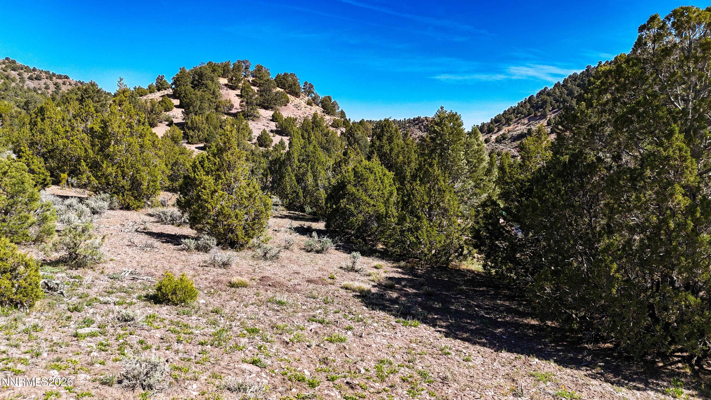 2120 Castle Peak Road Reno, NV 89521 - Photo 23 of 54 a view of a yard with plants and trees