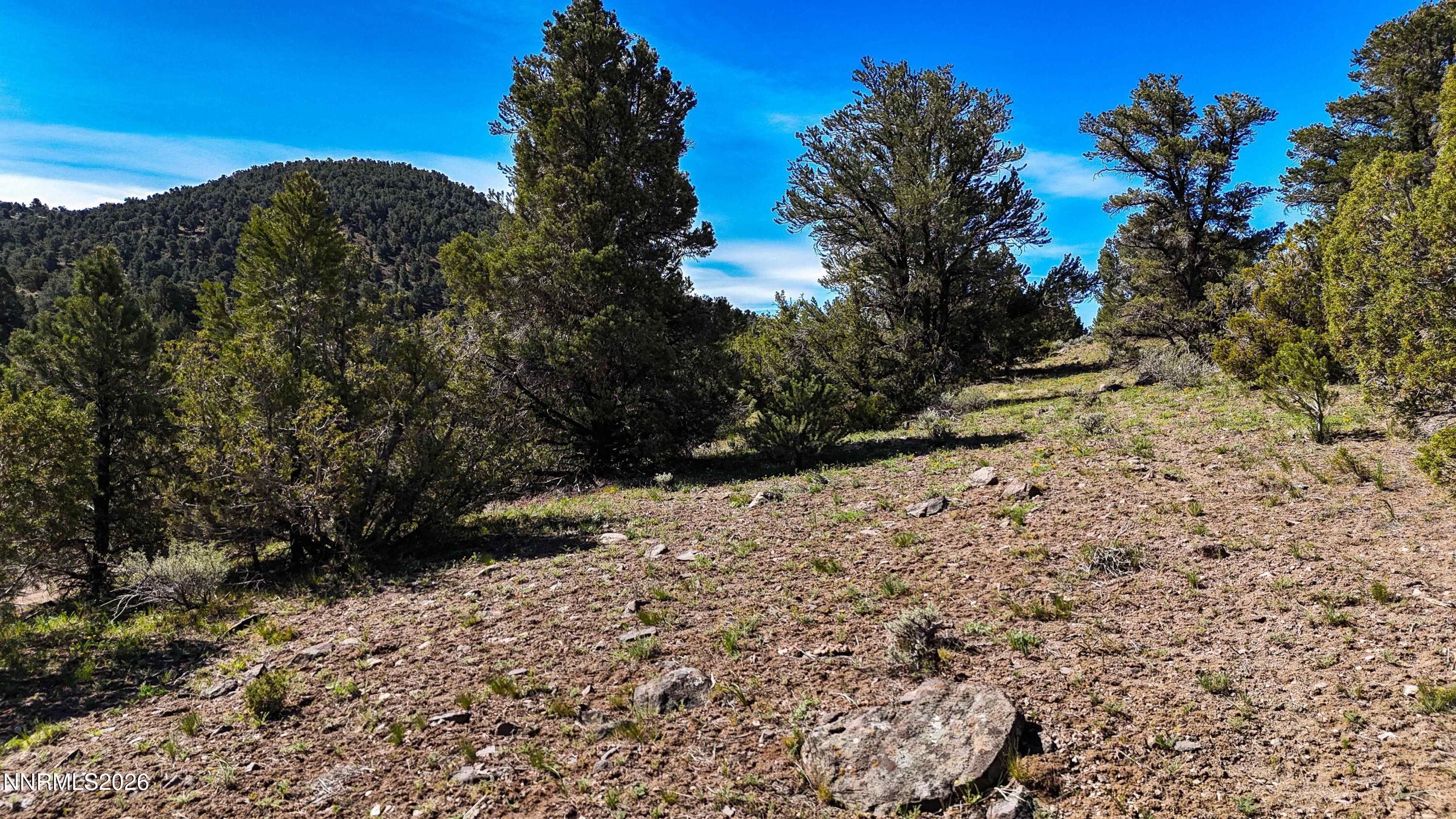 2120 Castle Peak Road Reno, NV 89521 - Photo 26 of 54 a view of a dry yard with trees in the background