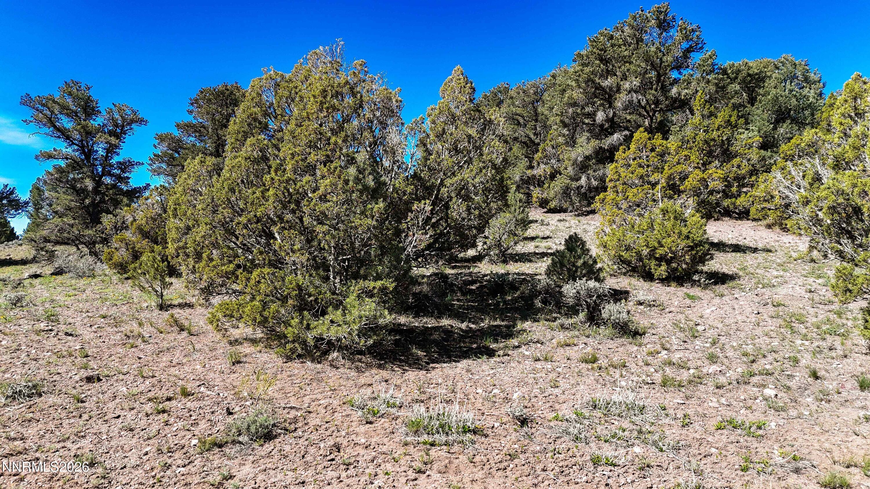2120 Castle Peak Road Reno, NV 89521 - Photo 27 of 54 a view of a yard with plants and tree