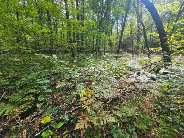 $33,500 | Lot 5 Ken Can Lane, Webster, WI 54893