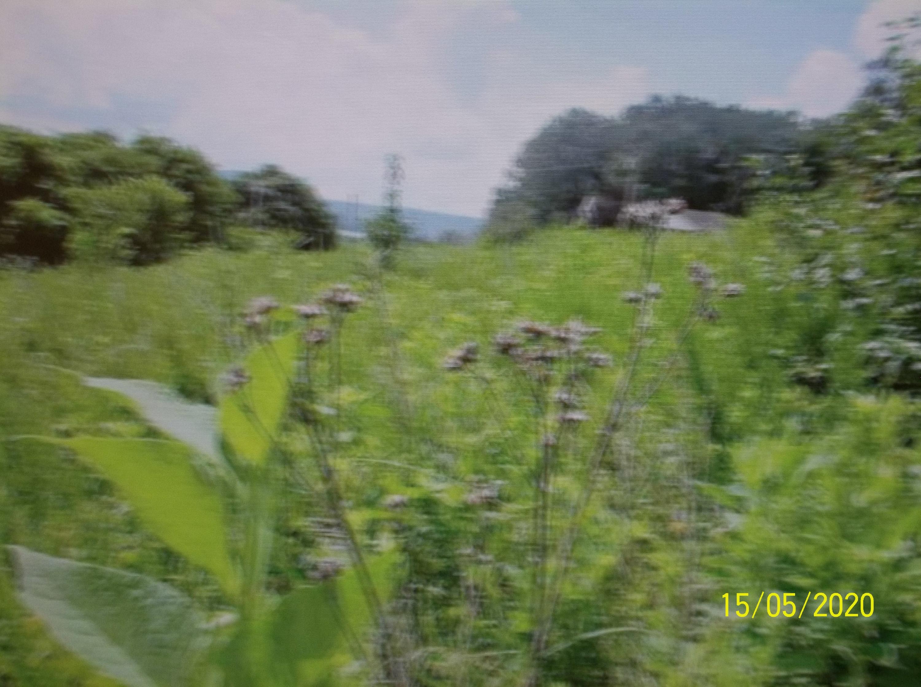 Redbird Lane Rutledge, TN 37861 - Photo 7 of 9 Redbird 009