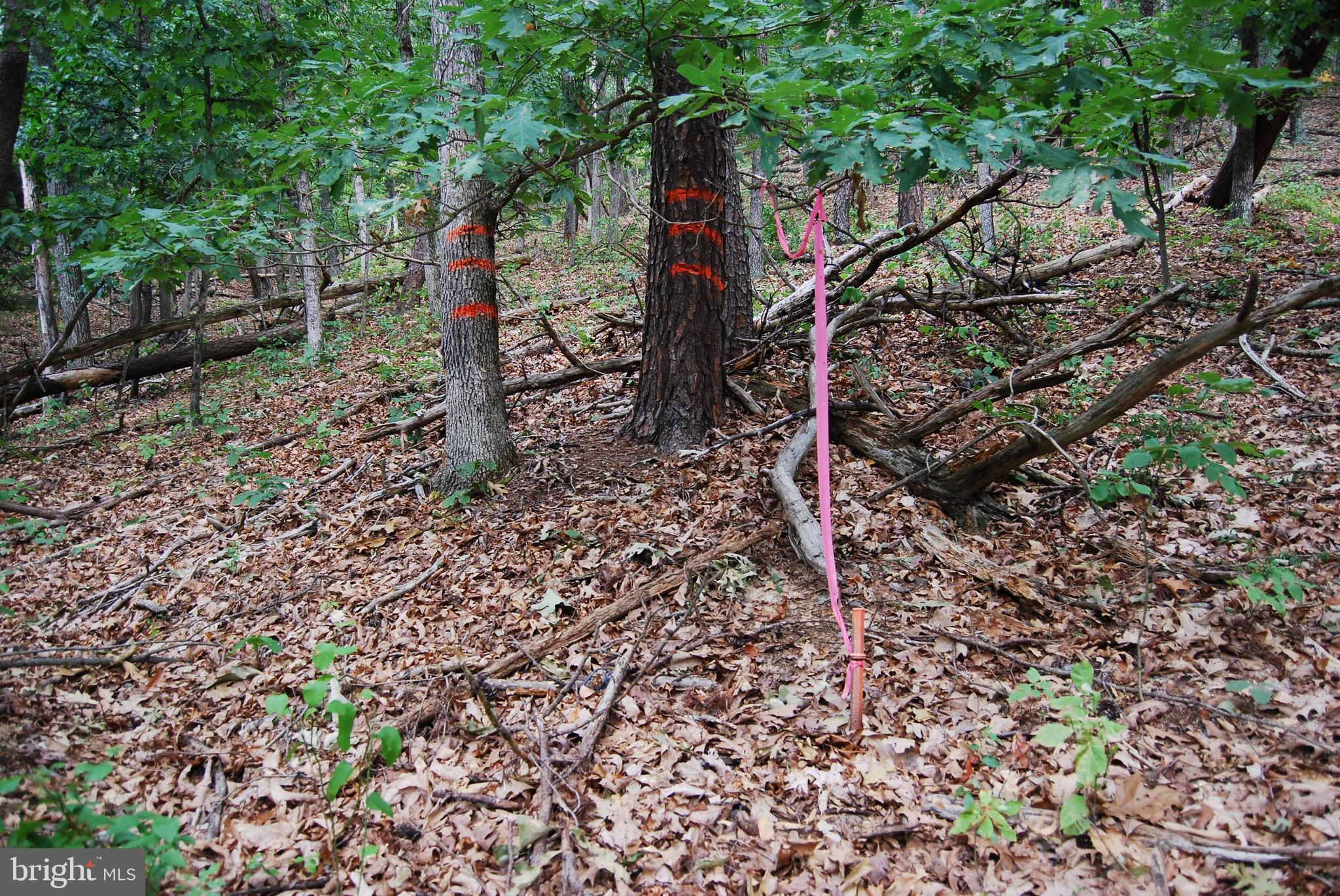 Winchester Grade Road Berkeley Springs, WV 25411 - Photo 12 of 17