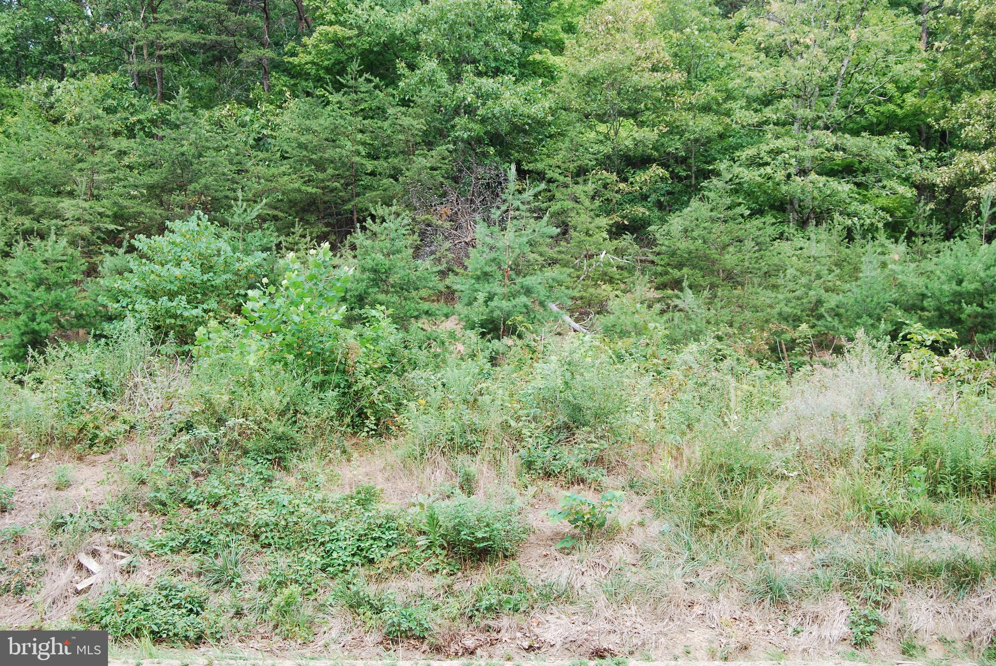 Winchester Grade Road Berkeley Springs, WV 25411 - Photo 3 of 17