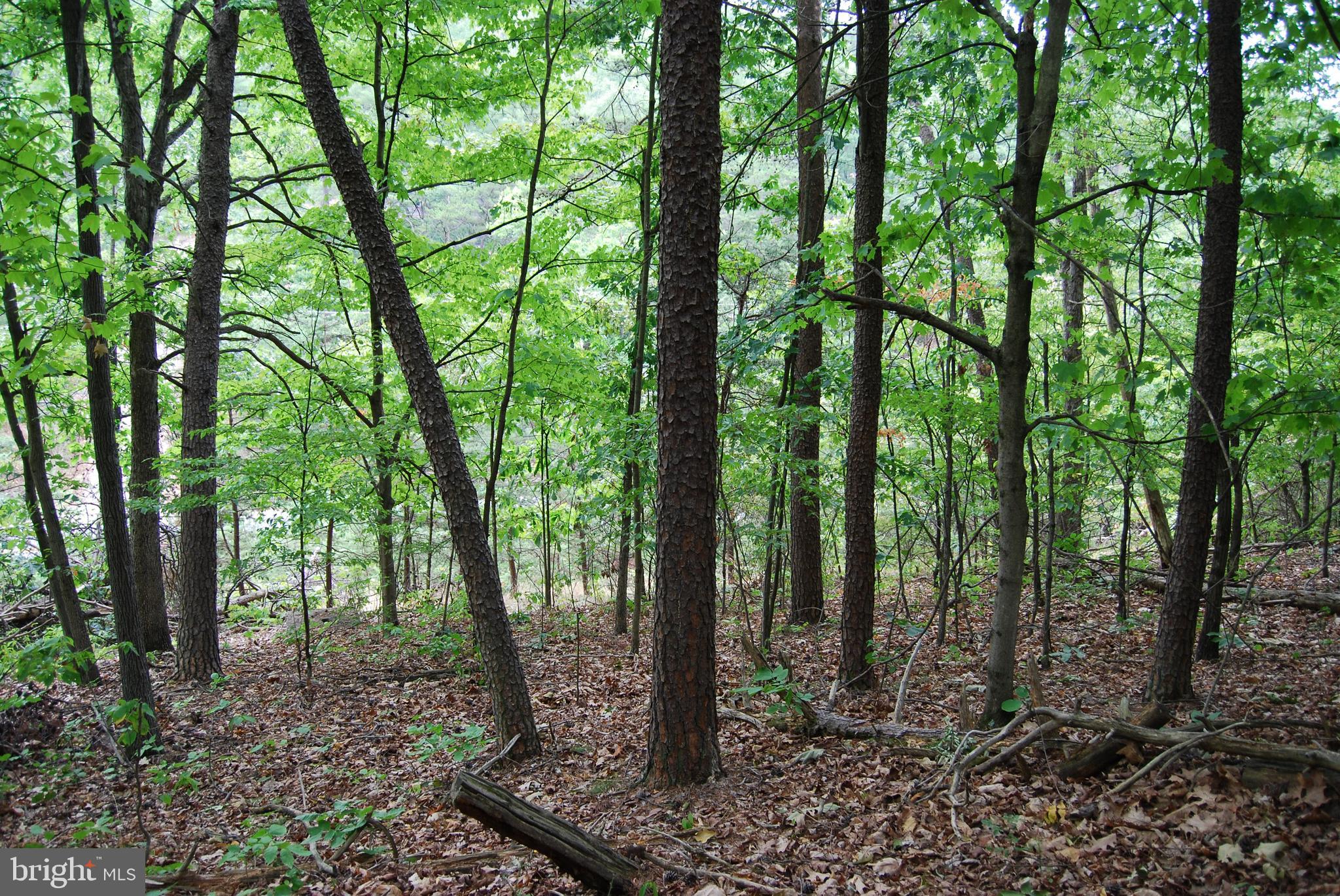 Winchester Grade Road Berkeley Springs, WV 25411 - Photo 9 of 17