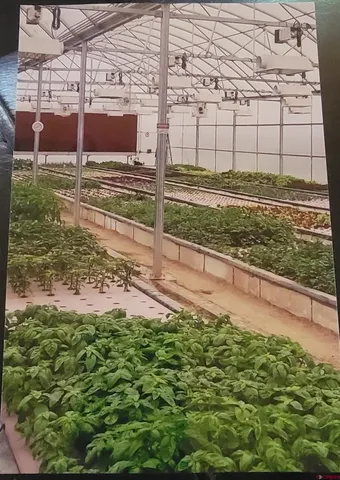 a view of yard with tree