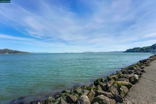a view of a yard with plants and trees