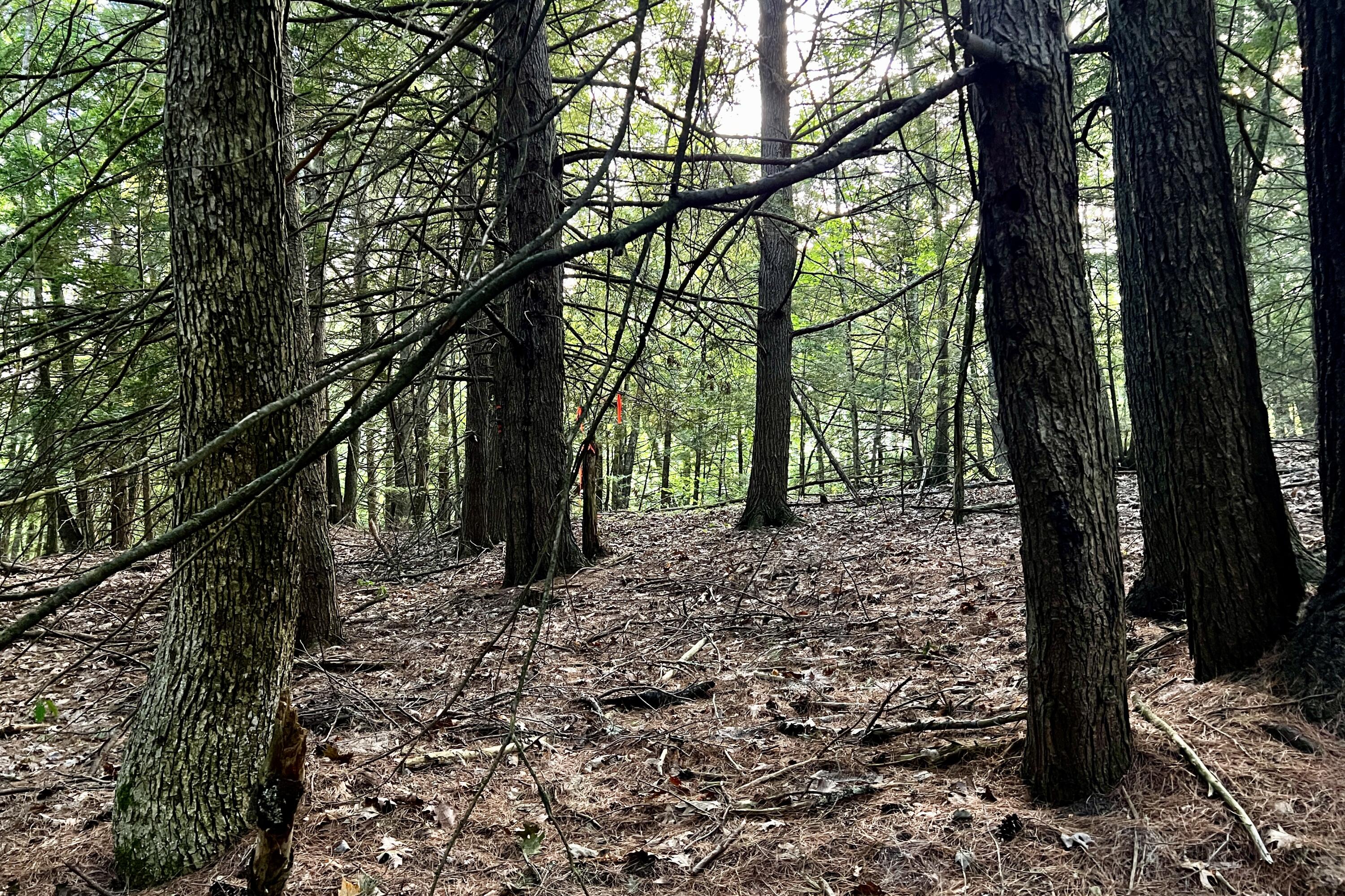 0 Pointer Way, Unit LOT 57 Cumberland Center, ME 04021 - Photo 5 of 14 IMG_9358