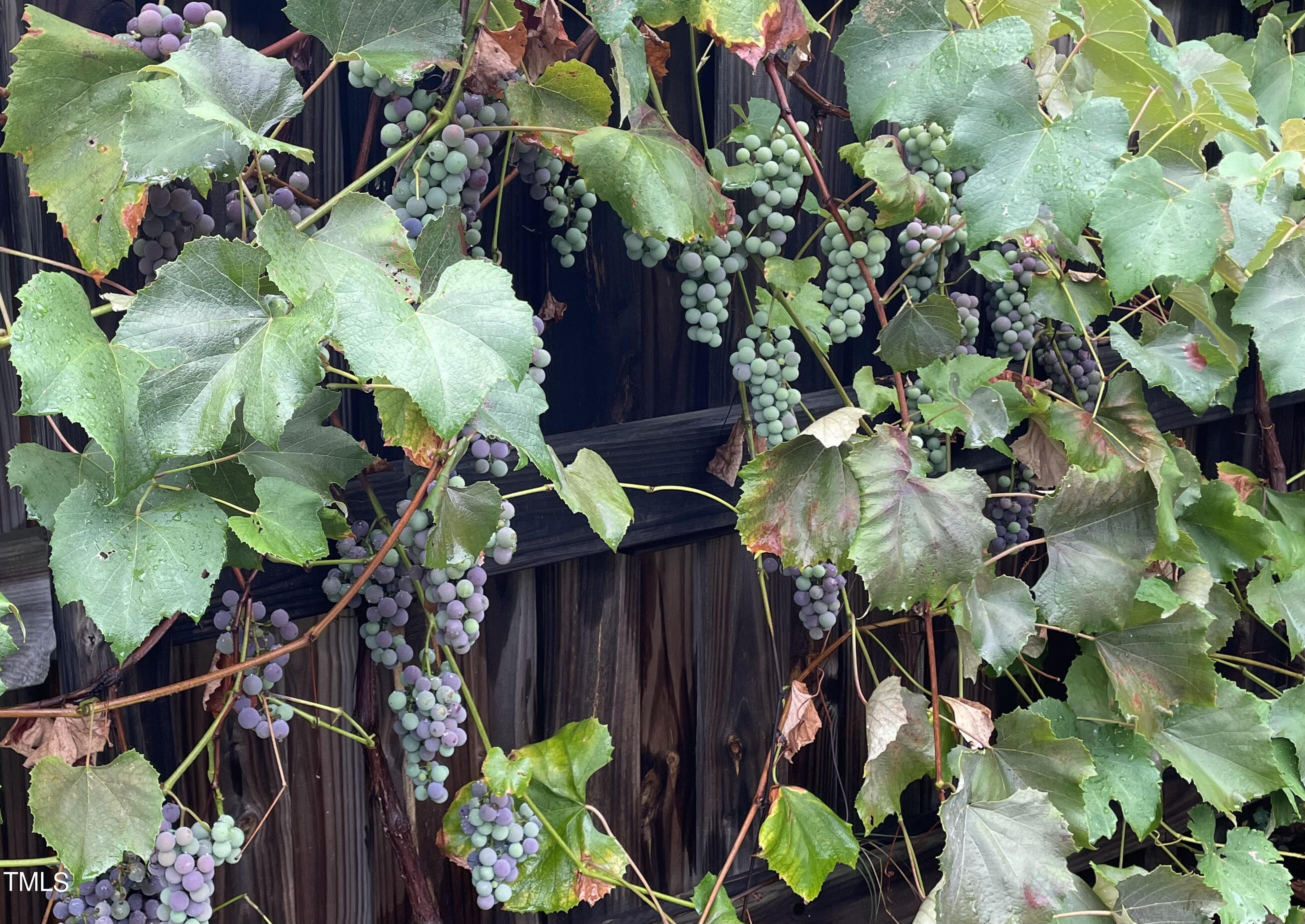321 Jones Franklin Road Raleigh, NC 27606 - Photo 34 of 40 Grapes