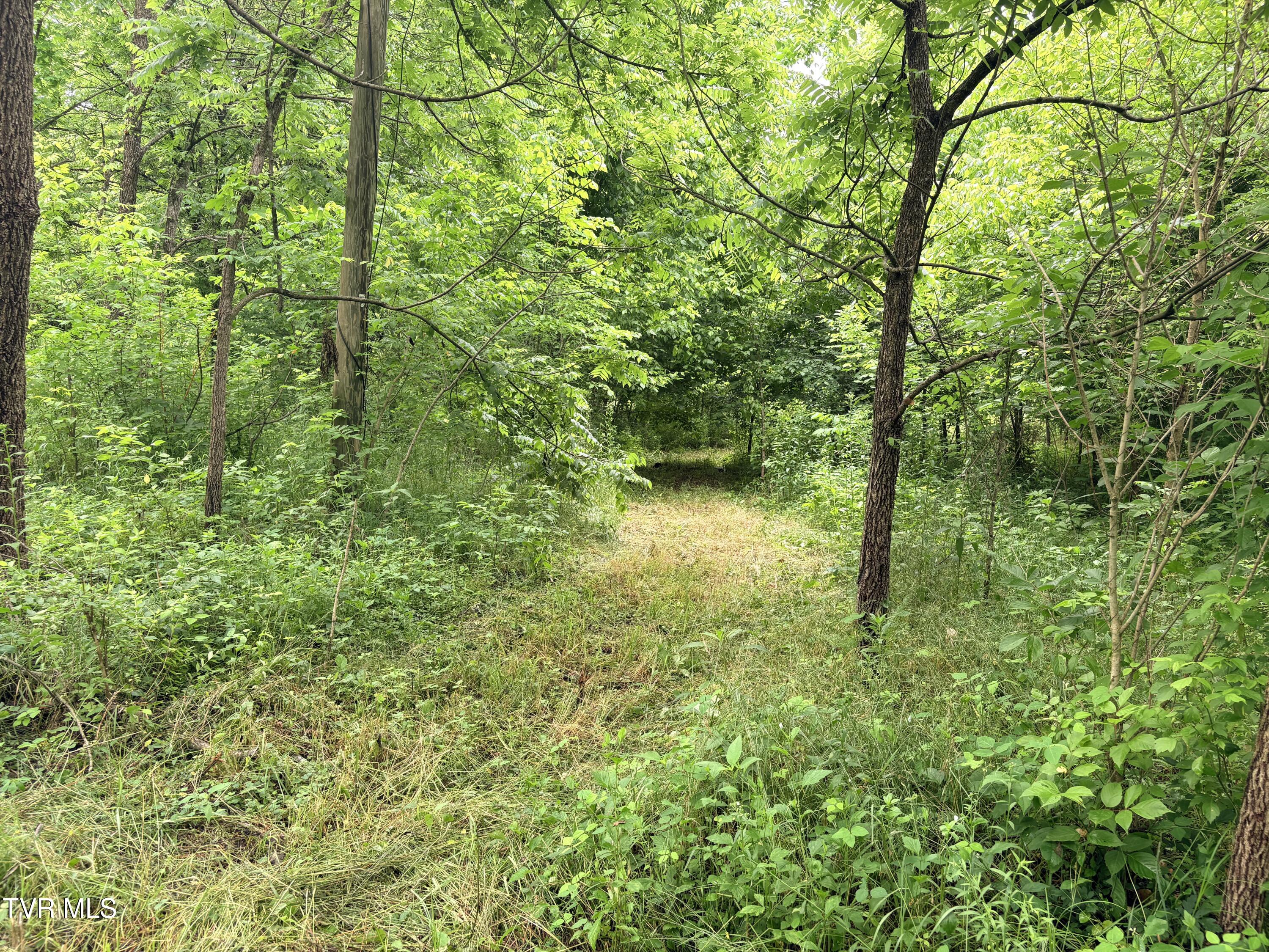 0 Shackleford Road Mosheim, TN 37818 - Photo 20 of 21 IMG_9906