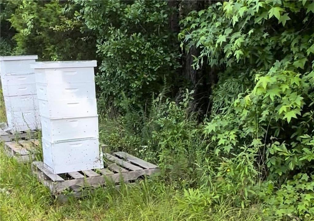 1599 Lower River Road Covington, GA 30016 - Photo 20 of 23 a view of a yard with plants
