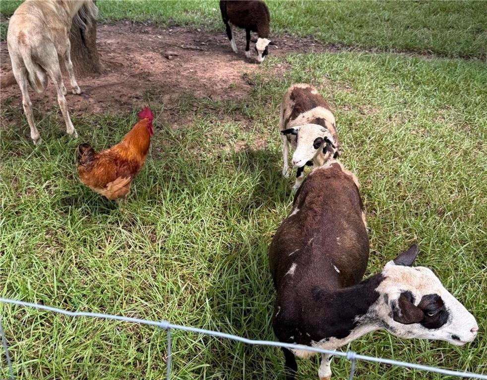 1599 Lower River Road Covington, GA 30016 - Photo 23 of 23 a backyard of a house with lots of green space