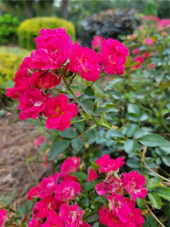 2171 Ware Street Blackshear, GA 31516 - Photo 49 of 69