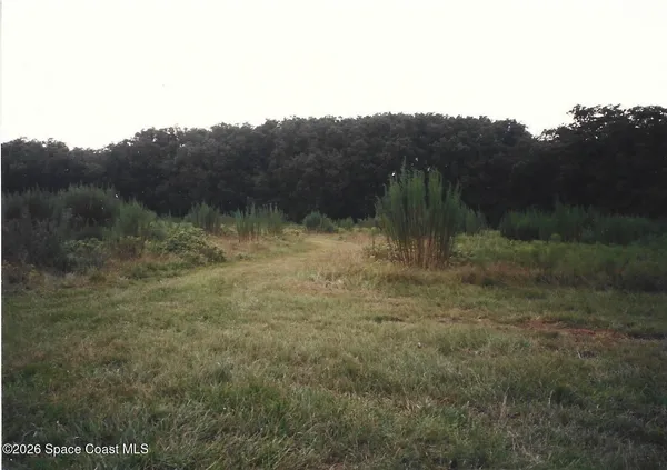 a view of a yard with a tree
