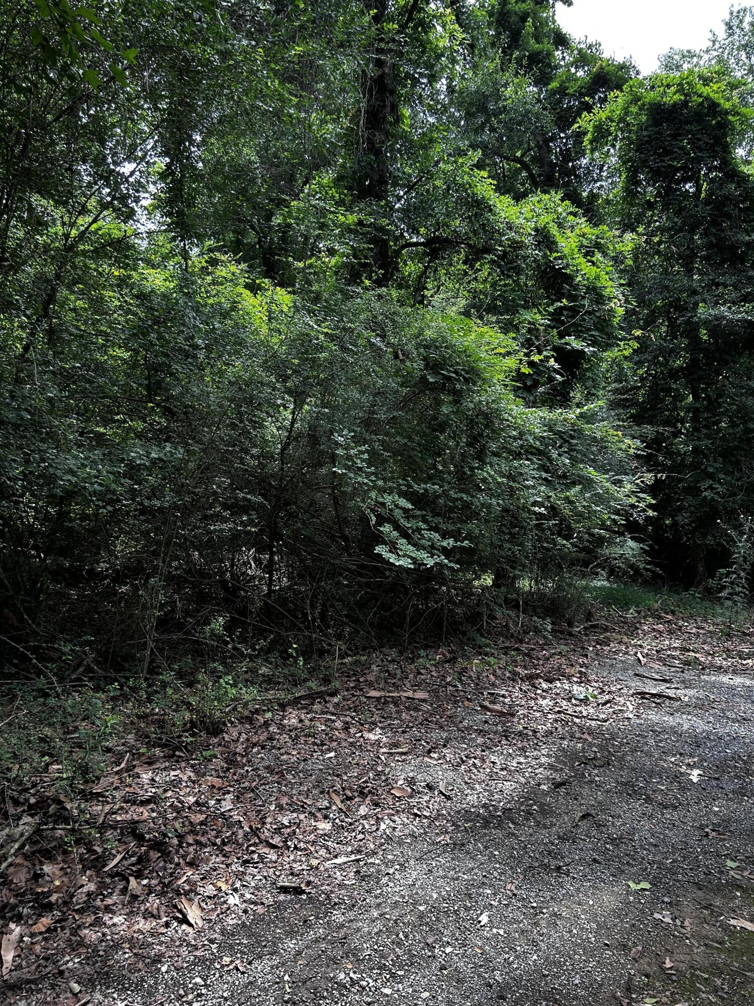 0 Varner Ridge Lane Ridgeville, SC 29472 - Photo 4 of 5