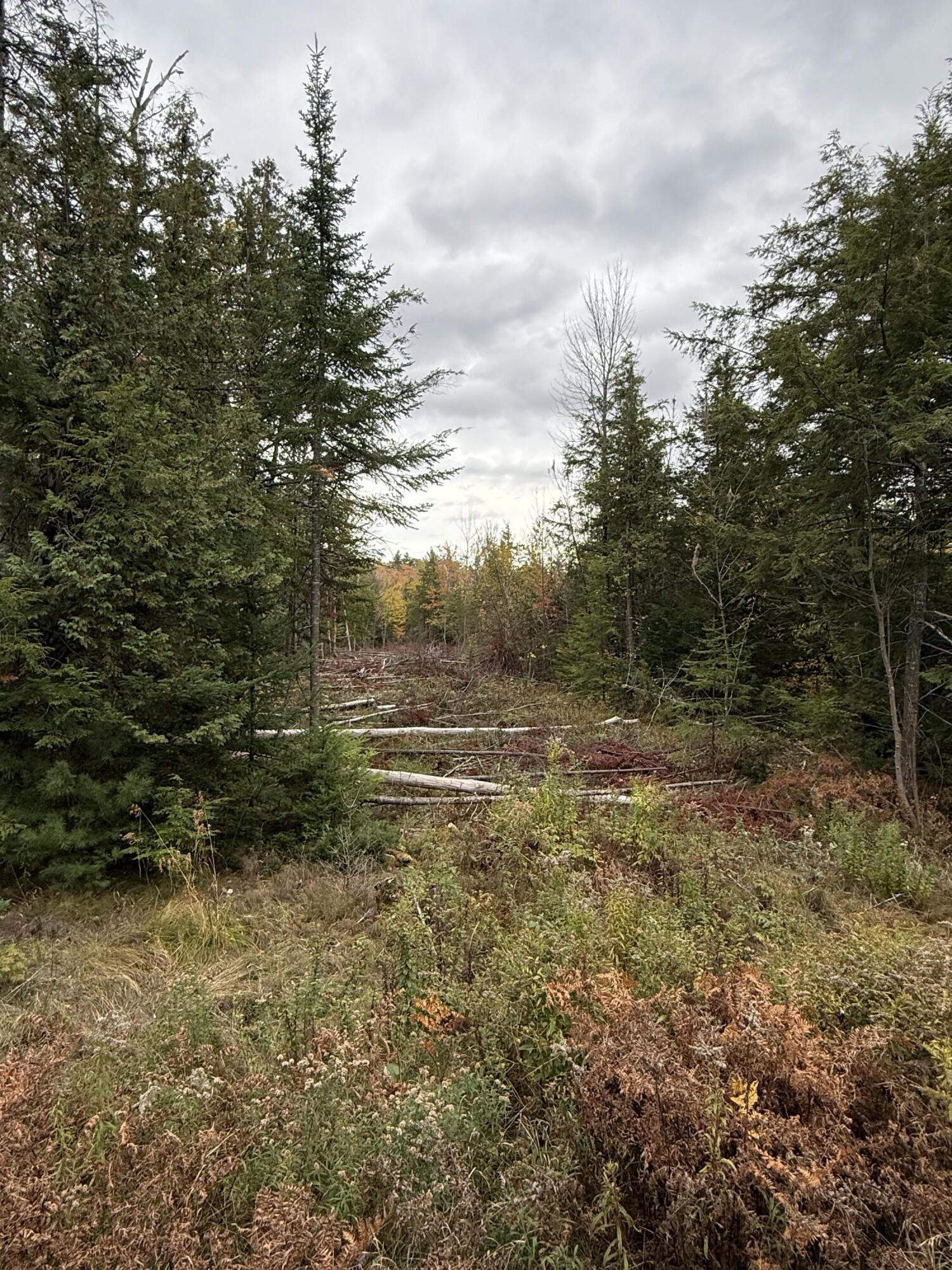 711 Preble Avenue Madison, ME 04950 - Photo 3 of 15 Clearing for Driveway