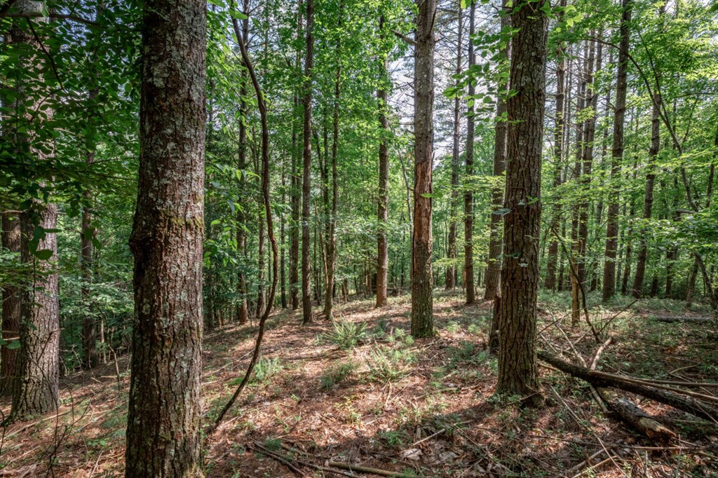 Lot 10 Raper Mill Creek Murphy, NC 28906 - Photo 14 of 49