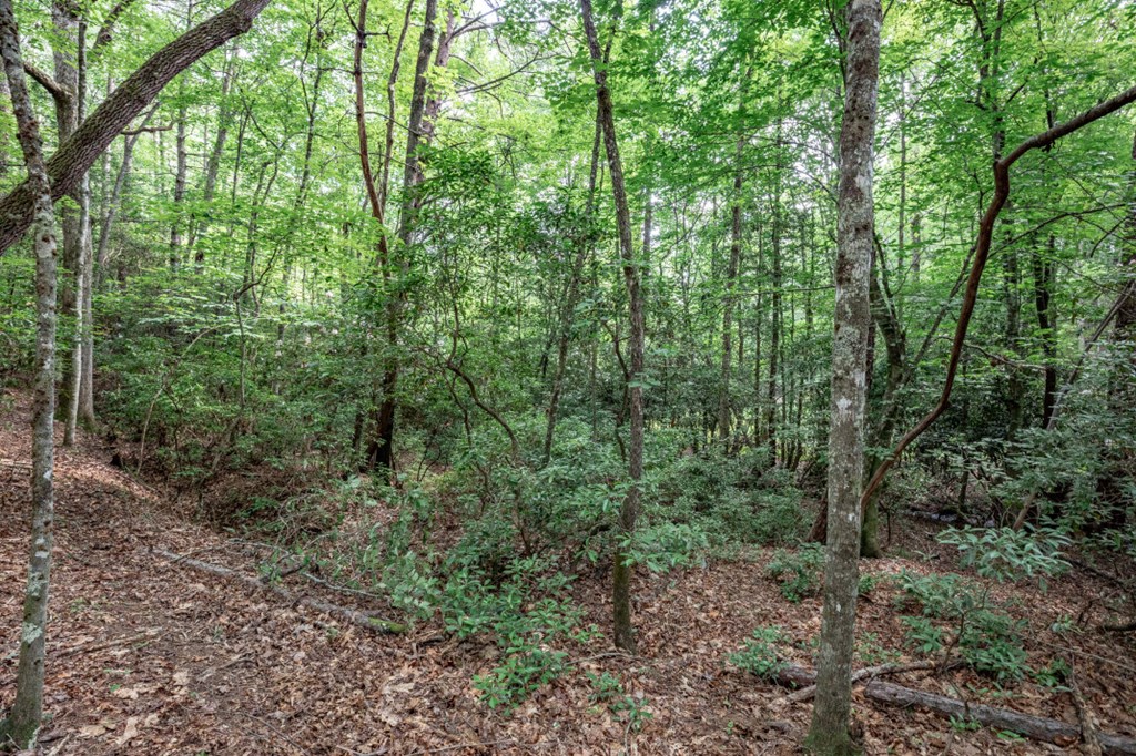 Lot 10 Raper Mill Creek Murphy, NC 28906 - Photo 17 of 49