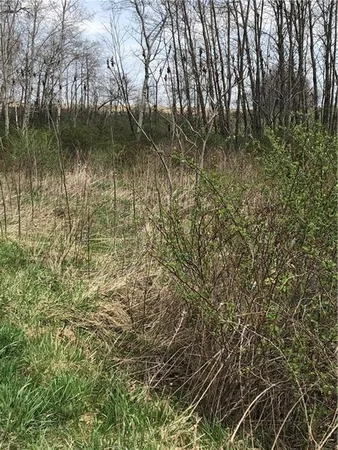 a view of a yard with a large tree