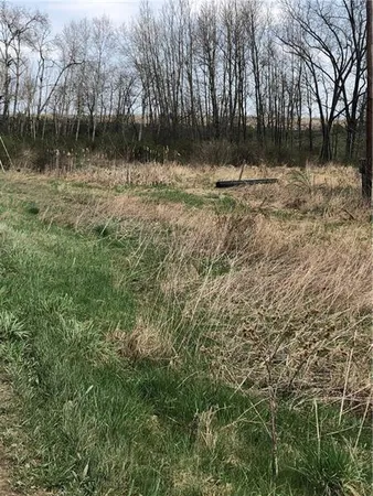 a view of a tree in the middle of a yard