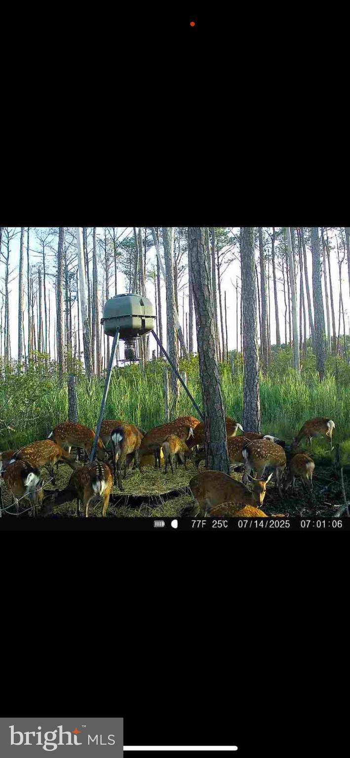 2265 Wingate Bishops Head Road Wingate, MD 21675 - Photo 1 of 10 a view of outdoor space and garden
